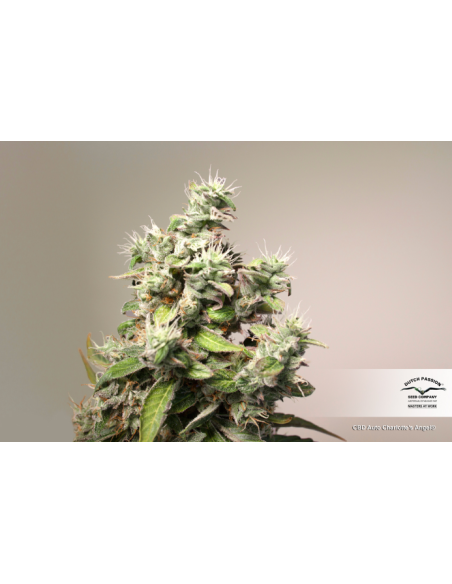 DUTCH PASSION - CBD Charlotte’s Angel - 5