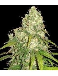 WORLD OF SEEDS - CBD Tonic - 1