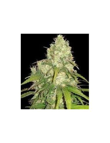 WORLD OF SEEDS - CBD Tonic - 1