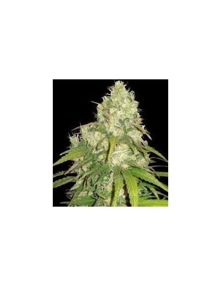 WORLD OF SEEDS - CBD Tonic - 1