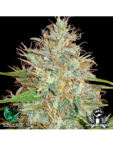 WORLD OF SEEDS - Medical Collection - 1