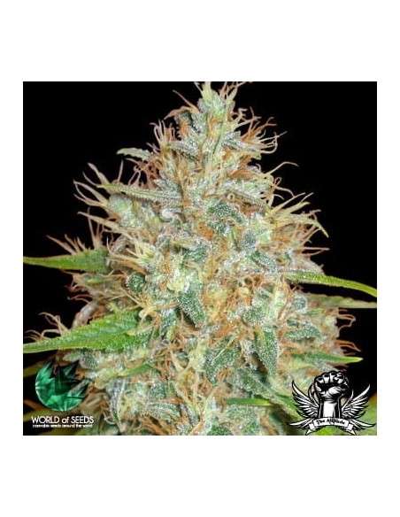 WORLD OF SEEDS - Medical Collection - 1