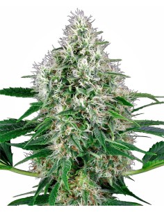 WHITE LABEL - Pure Power Plant Automatic - 1