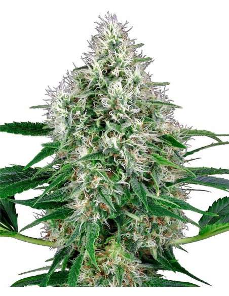 WHITE LABEL - Pure Power Plant Automatic - 1