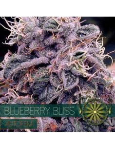 Vision Seeds - Blueberry Bliss Auto - 1