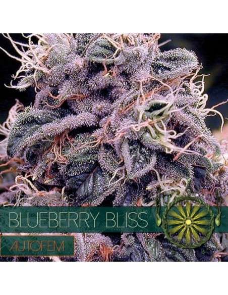 Vision Seeds - Blueberry Bliss Auto - 1