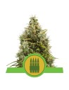 ROYAL QUEEN SEEDS - Royal AK Automatic - 1