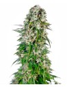 SENSI SEEDS - Big Bud Automatic - 1