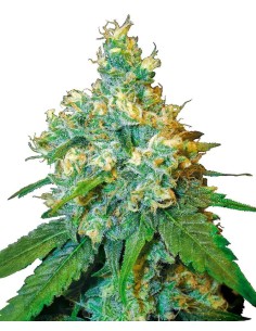 SENSI SEEDS - Jack Herer - 1