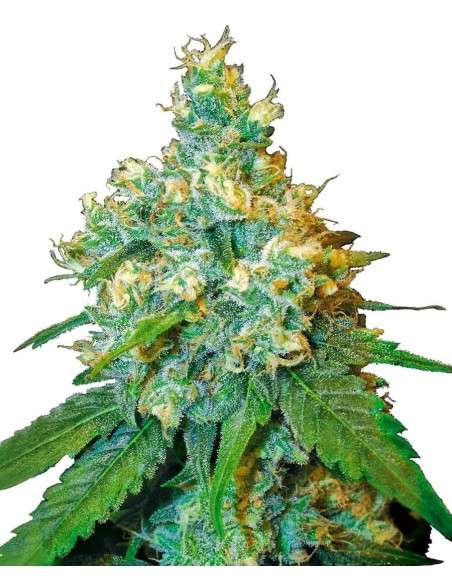 SENSI SEEDS - Jack Herer - 1