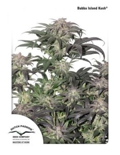 DUTCH PASSION - Bubba Island Kush - 1