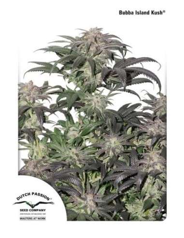 DUTCH PASSION - Bubba Island Kush - 1
