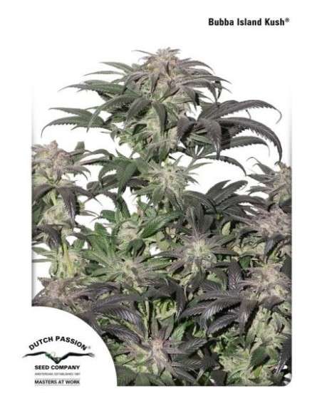 DUTCH PASSION - Bubba Island Kush - 1