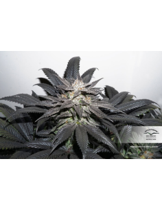 DUTCH PASSION - Bubba Island Kush - 1 2