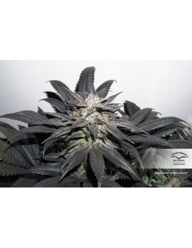 DUTCH PASSION - Bubba Island Kush - 2