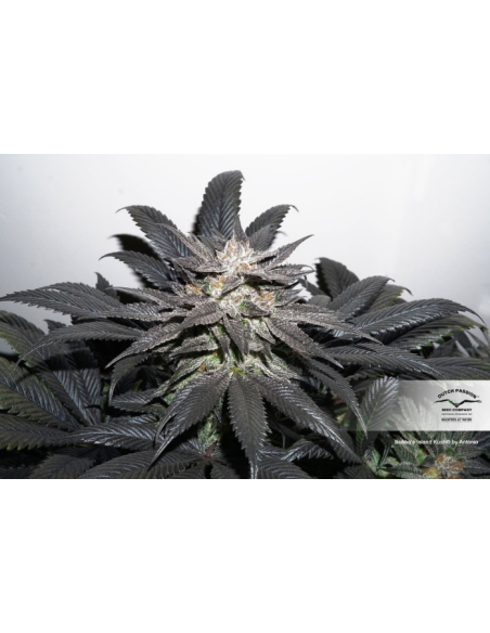 DUTCH PASSION - Bubba Island Kush - 2