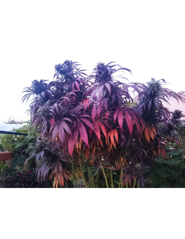 DUTCH PASSION - Bubba Island Kush - 3