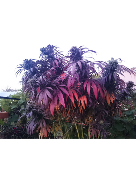 DUTCH PASSION - Bubba Island Kush - 3