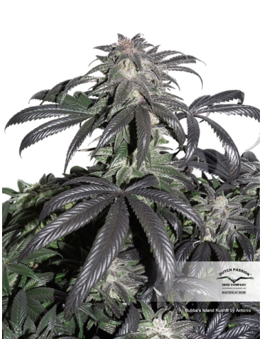 DUTCH PASSION - Bubba Island Kush - 4