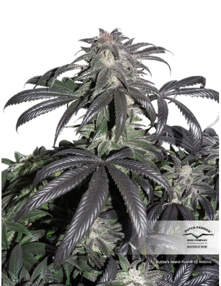 DUTCH PASSION - Bubba Island Kush - 4