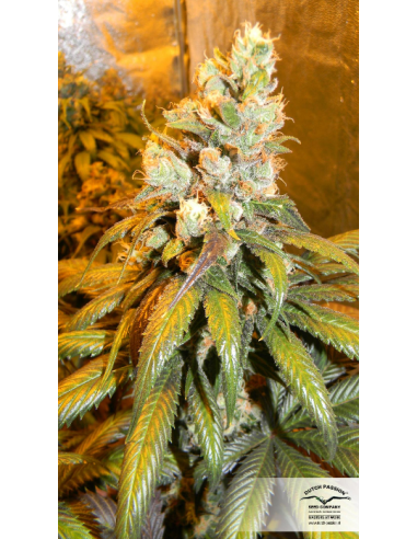 DUTCH PASSION - Bubba Island Kush - 5