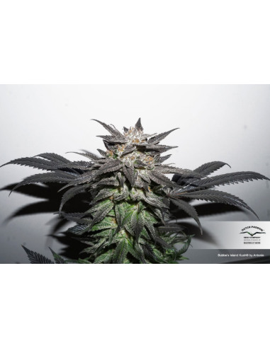 DUTCH PASSION - Bubba Island Kush - 6