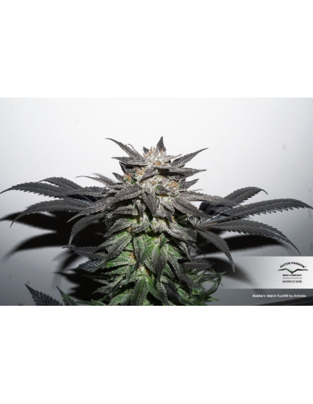 DUTCH PASSION - Bubba Island Kush - 6