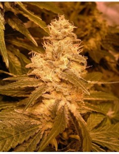 FEMALE SEEDS - Auto Kush - 1