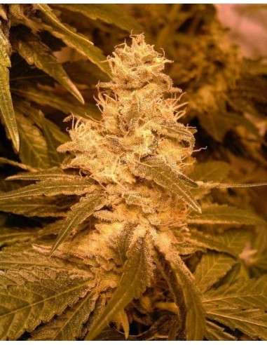 FEMALE SEEDS - Auto Kush - 1