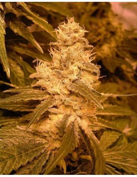 FEMALE SEEDS - Auto Kush - 1