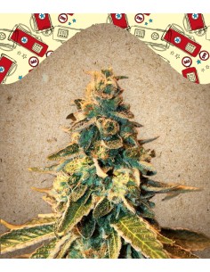 FEMALE SEEDS - Chem OG - 1