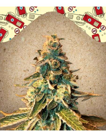 FEMALE SEEDS - Chem OG - 1
