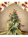 FEMALE SEEDS - Chem OG - 1
