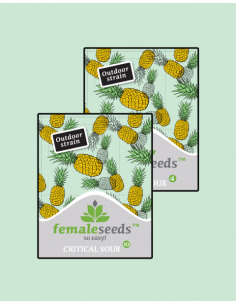 FEMALE SEEDS - Critical Sour - 1 2