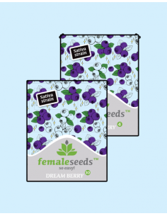 FEMALE SEEDS - Dream Berry - 1 2