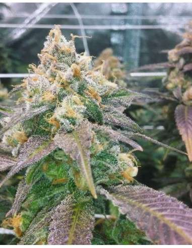 FEMALE SEEDS - Dream Berry - 3