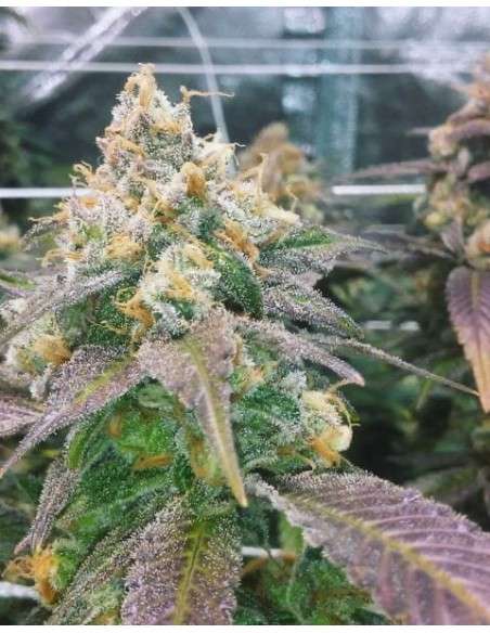 FEMALE SEEDS - Dream Berry - 3