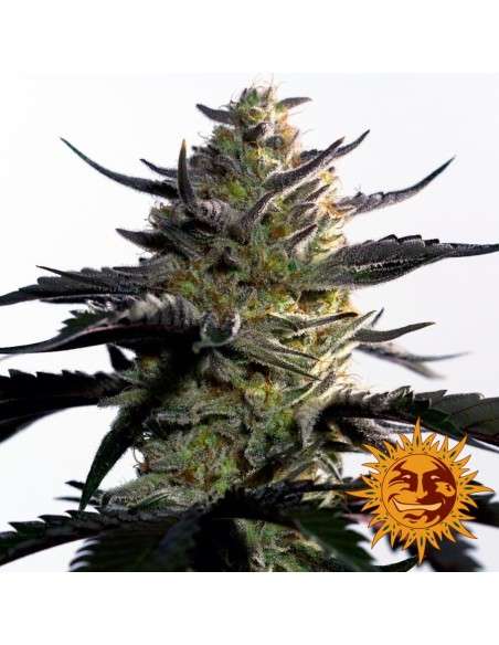BARNEY'S FARM - Blueberry OG - 1