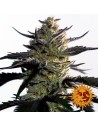 BARNEY'S FARM - Blueberry OG - 1