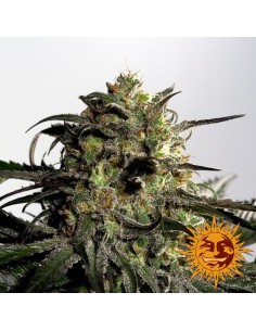 BARNEY'S FARM - Blueberry OG - 1 2