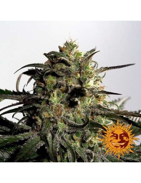 BARNEY'S FARM - Blueberry OG - 2