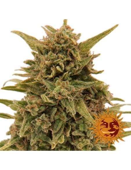 BARNEY'S FARM - Blueberry OG - 3