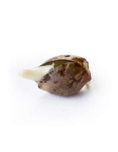 ROYAL QUEEN SEEDS - Royal AK Automatic - 3
