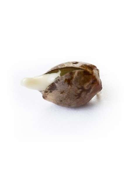 ROYAL QUEEN SEEDS - Royal AK Automatic - 3