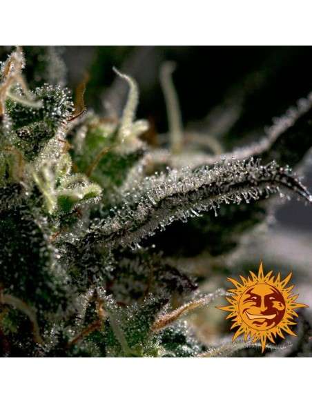 BARNEY'S FARM - Blueberry OG - 4