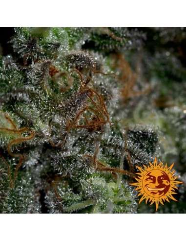 BARNEY'S FARM - Blueberry OG - 5