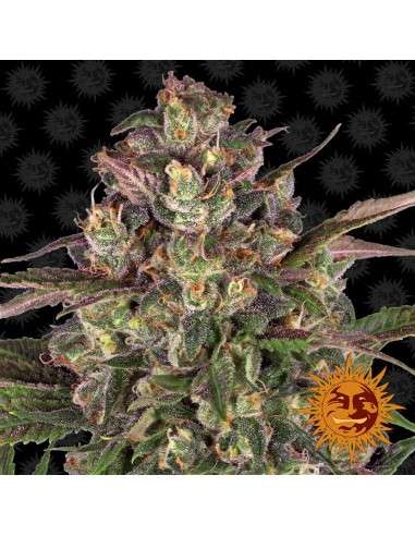 BARNEY'S FARM - Peyote Critical - 1