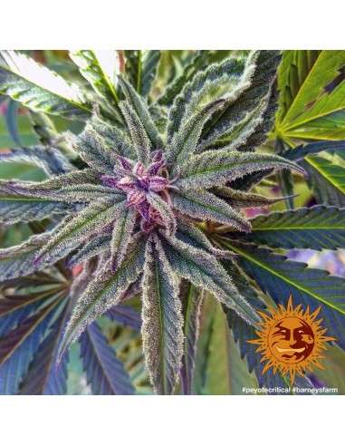 BARNEY'S FARM - Peyote Critical - 2