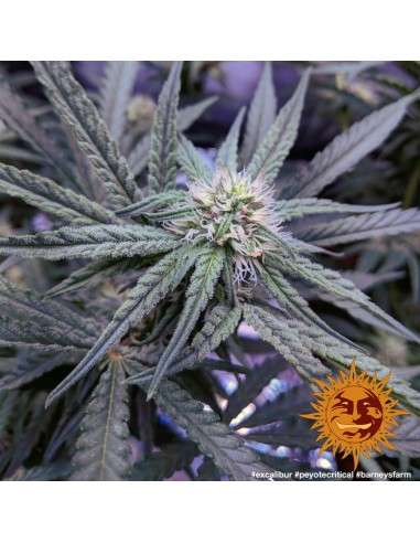 BARNEY'S FARM - Peyote Critical - 3