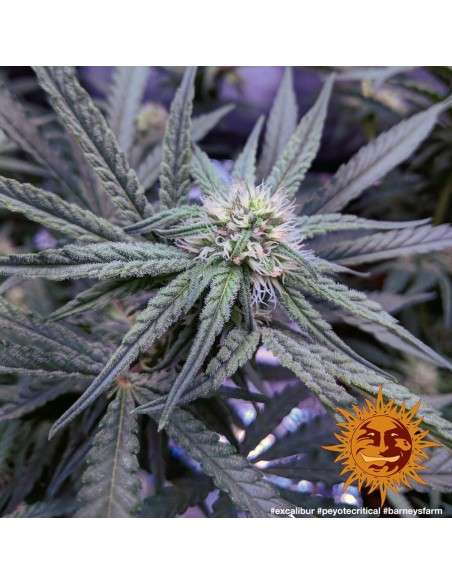 BARNEY'S FARM - Peyote Critical - 3